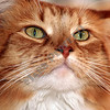 My Pets : 