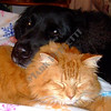 My Pets : 