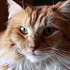 My Pets : 